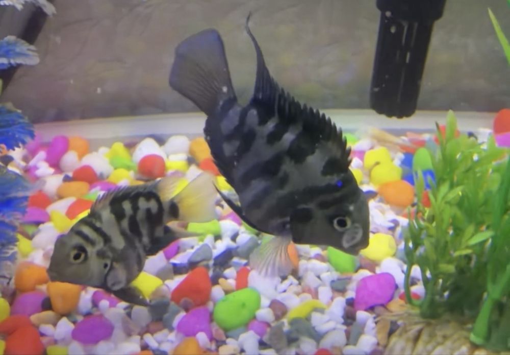 Продам рыбок 2 шт.