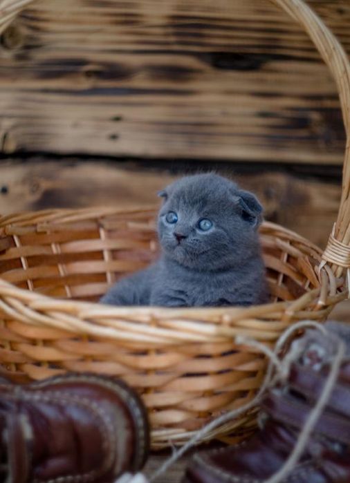 Скоттиш Фолд.  Голубой окрас.