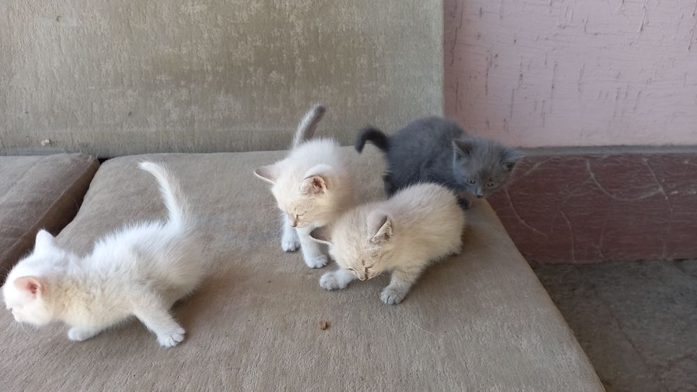 Отдам в добрые руки