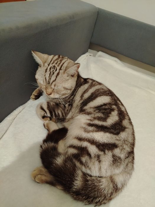 Кот британский  отдам в добрые руки