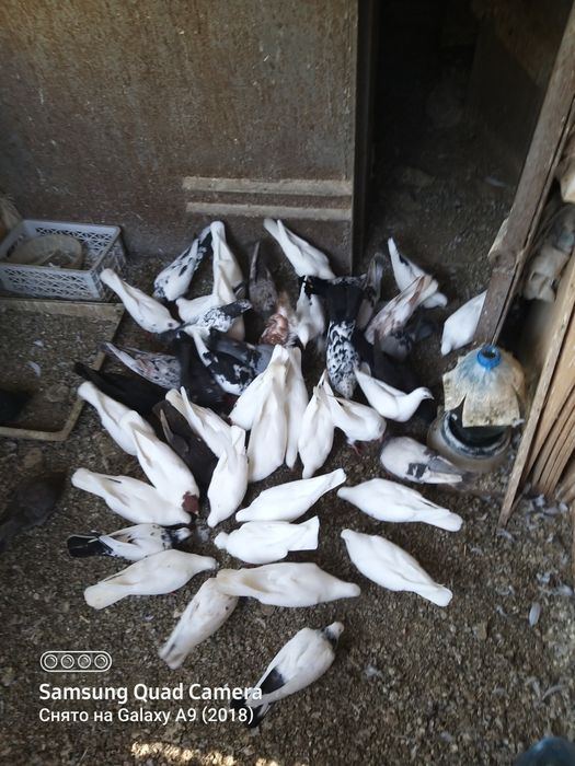 Продажа голубей разных мастей.