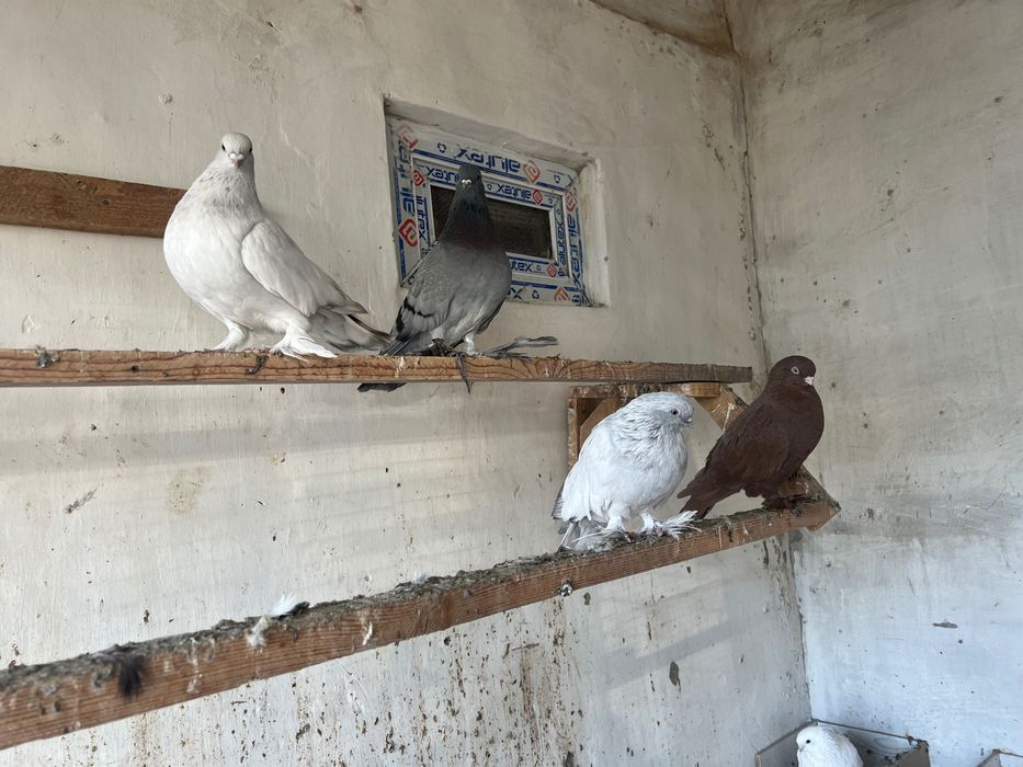 Срочно продам голубей