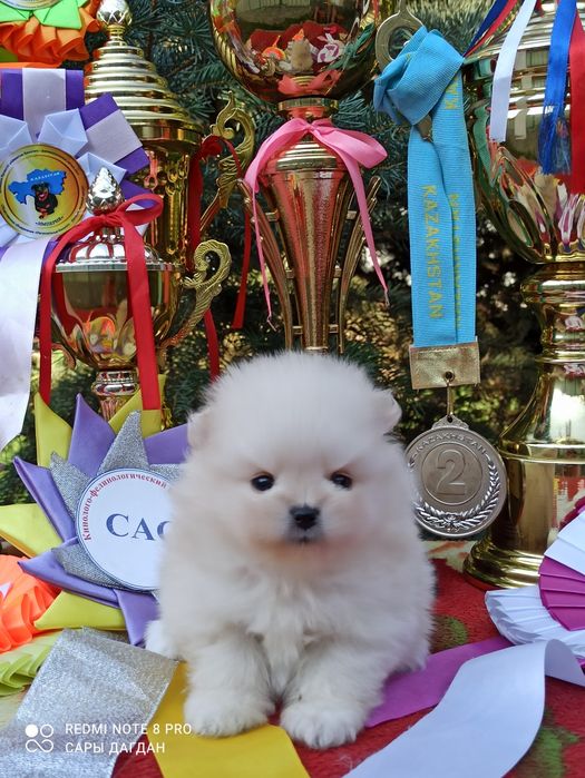 Щенки померанского шпица