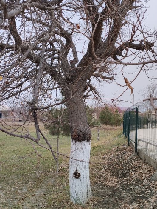 Дарахт Урик телл килинглар