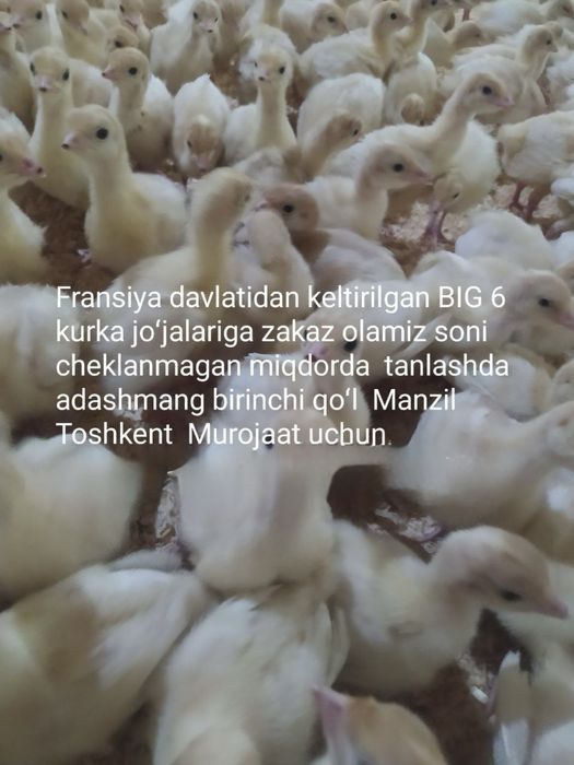 Франция Биг6 жужалари 20 кунлиги 100 минг оптом