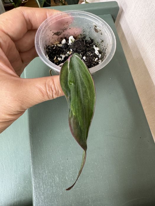 Филодендрон вельвет хало