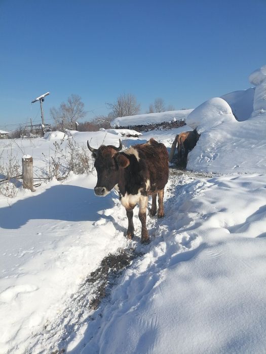 Продам корову за 650тыс