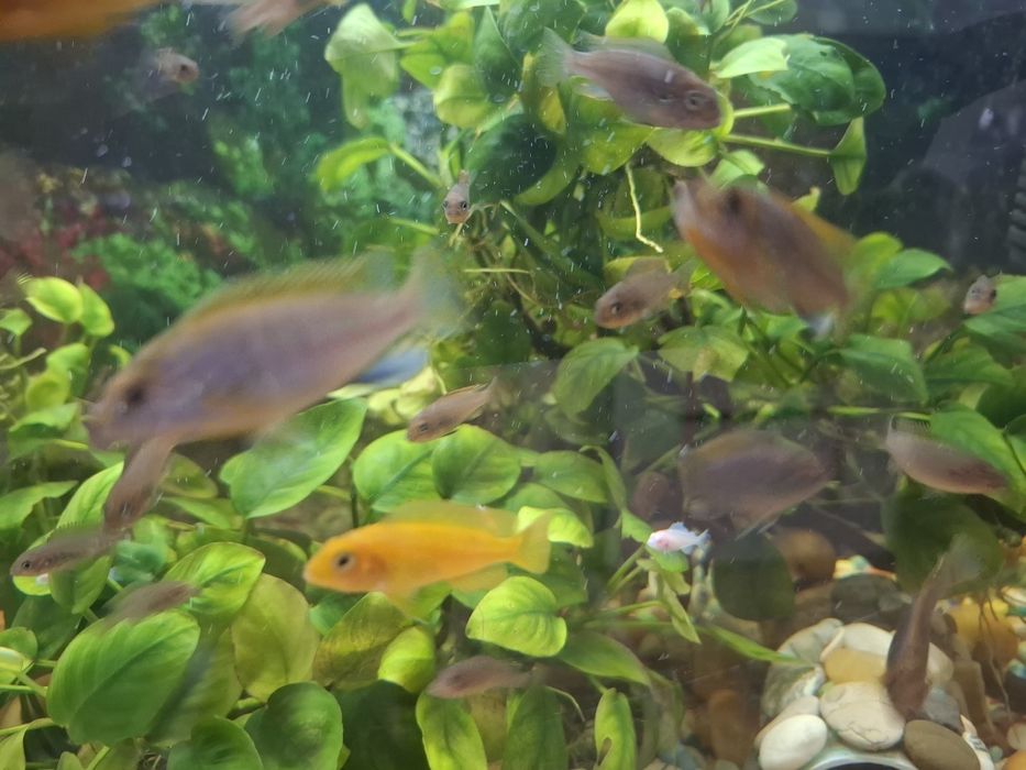 Обменяю  рыбок на хромисов