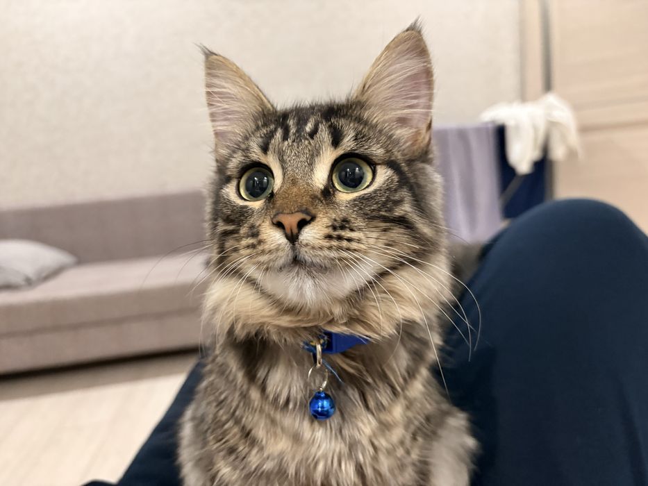 котик, 1 год,кастрированный