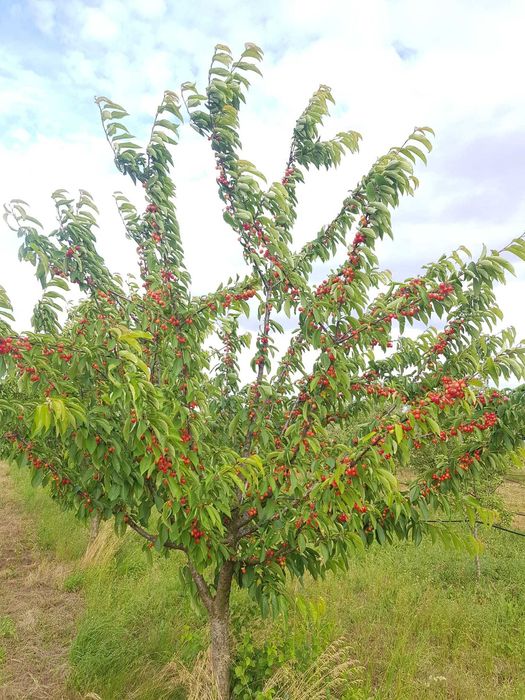 Vand livada de pomi fructiferi