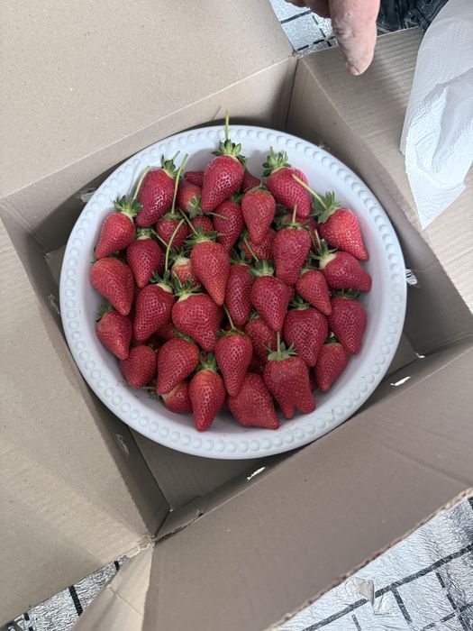 Клубника qulupnay