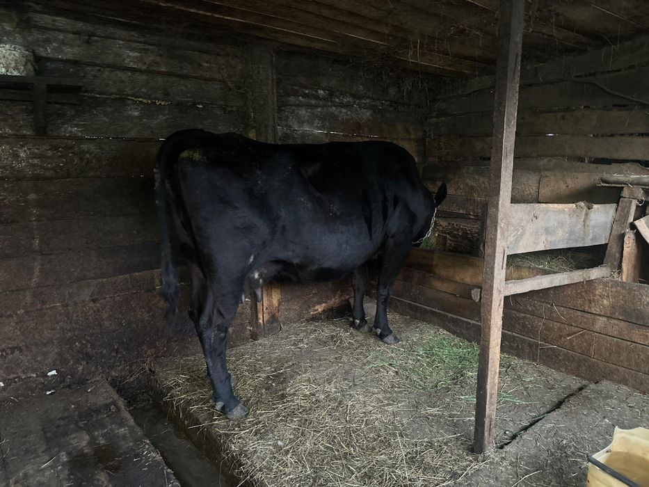 Продам корову, 6 отелов
