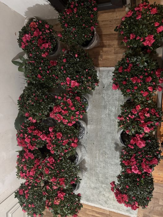 Азалия алматы только 30 штук