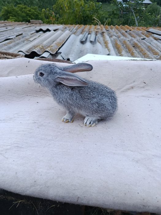 Молодые крольчата