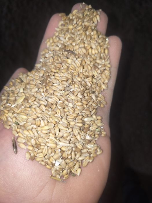 Продам : Пшеницу , овёс, ячмень, сечку пшеницы