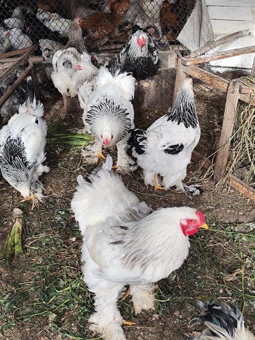 Продам яйцо инкубационное