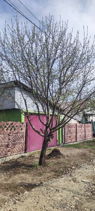 Отын, агаша. Дерево