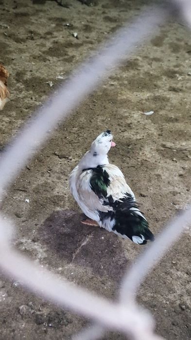 Утки молодые домашние