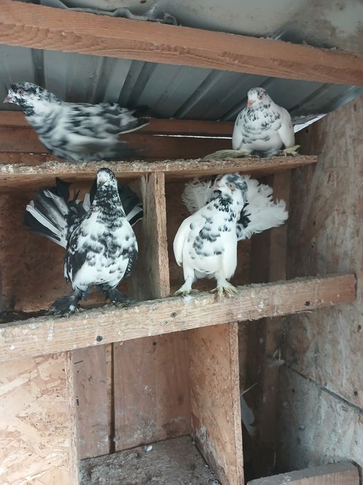 Roleri din primăvară