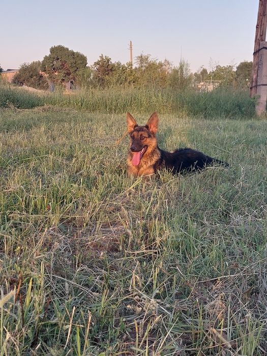 Прадаю собаку в надёжные руки