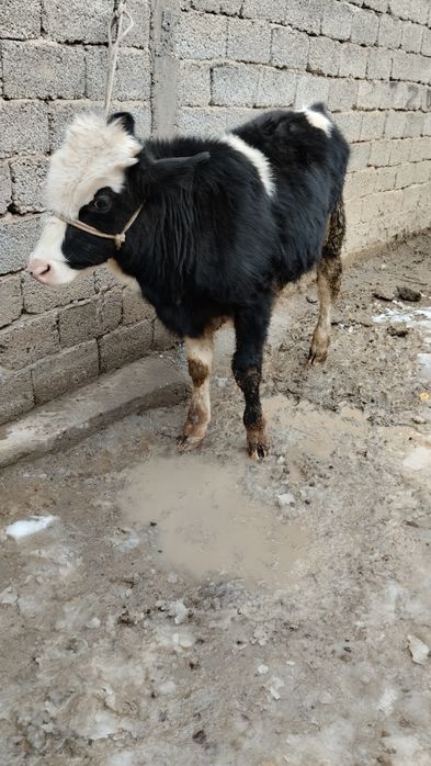 2 ta gibrit buqalar sotiladi