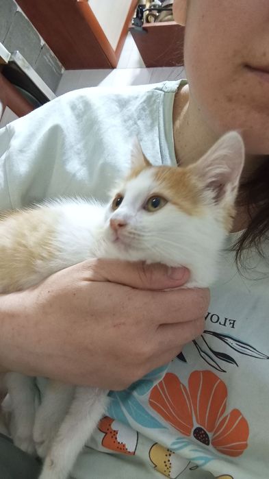 Животные кошки даром