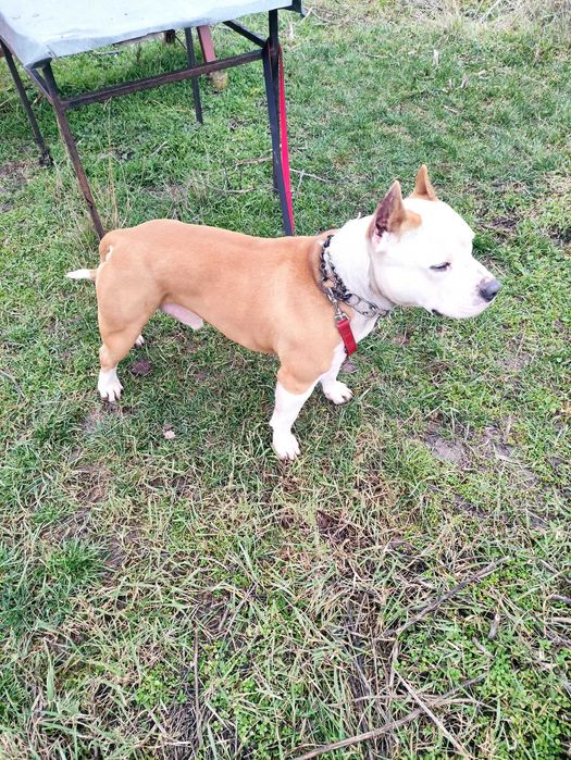 Продавам мъжки амстаф