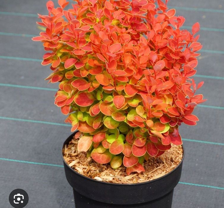 Барбарис- декоративный кустарник