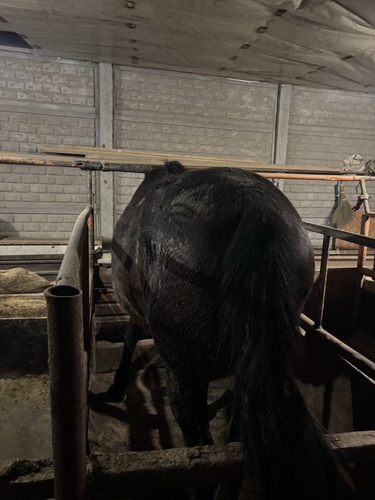 Бие семіз.      .