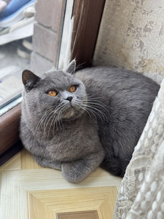 ВЯЗКА британский шиншилла кот ! Приглошает кошек на свиданю . Vyazkaga