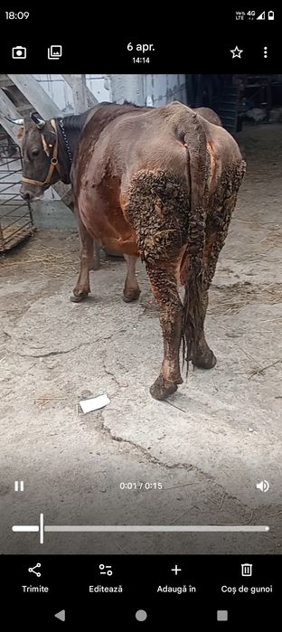 Vând vacă gestantă în 8 luni