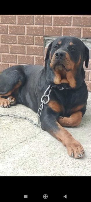 Готовятся к продаже чистокровные щенки ротвейлера.