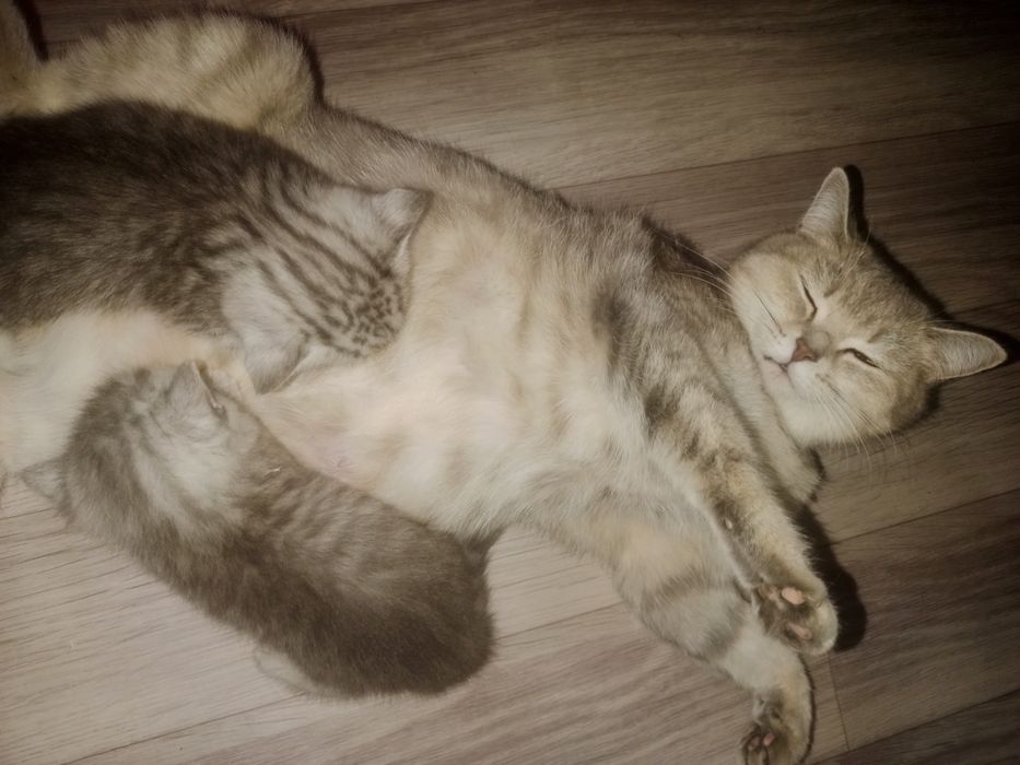 Шотландский котята