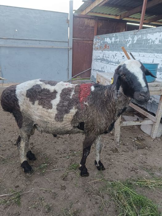 Екі қошқар сатылады.