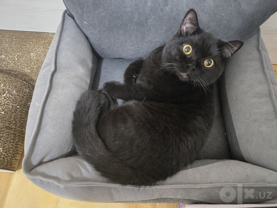Шотландский кот, скоттиш страйт.