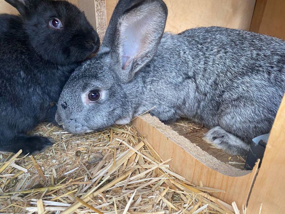 Куёнлар сотилади