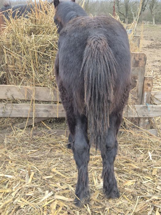 De vanzare manz 7 luni