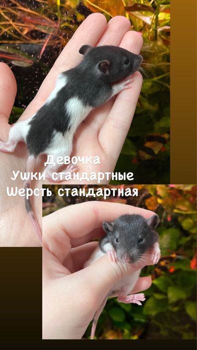 Крысята ручные малыши кудряшки  (крысы,крыса)