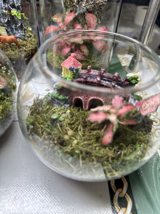 Продам закрытые  и открытые флорариумы