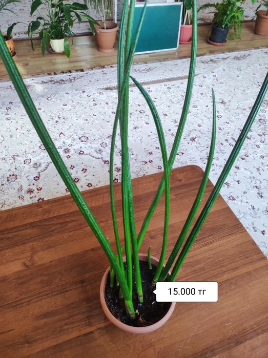 Комнатные растения