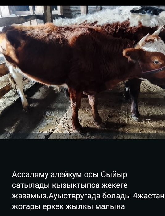 Ассаляму алейкум осы жас 4жасар сыйыр сатылады кенже буаз