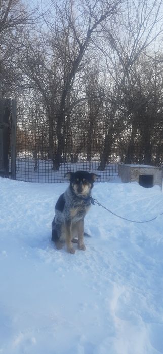 Отдам собаку бесплатно, девочка.