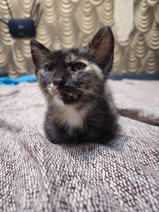Котёнок бесплатно
