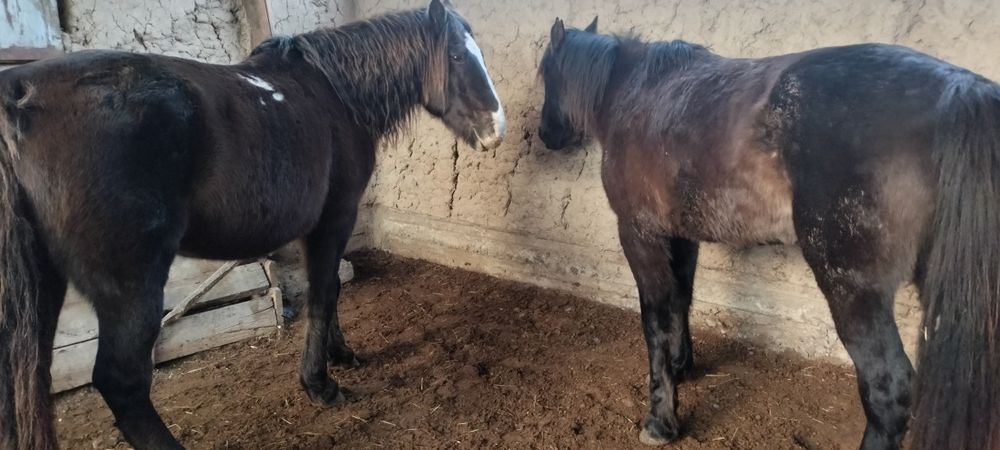 Айғырлар сатылады..