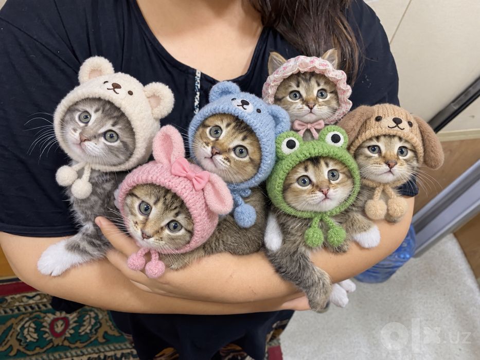 Продаются котята