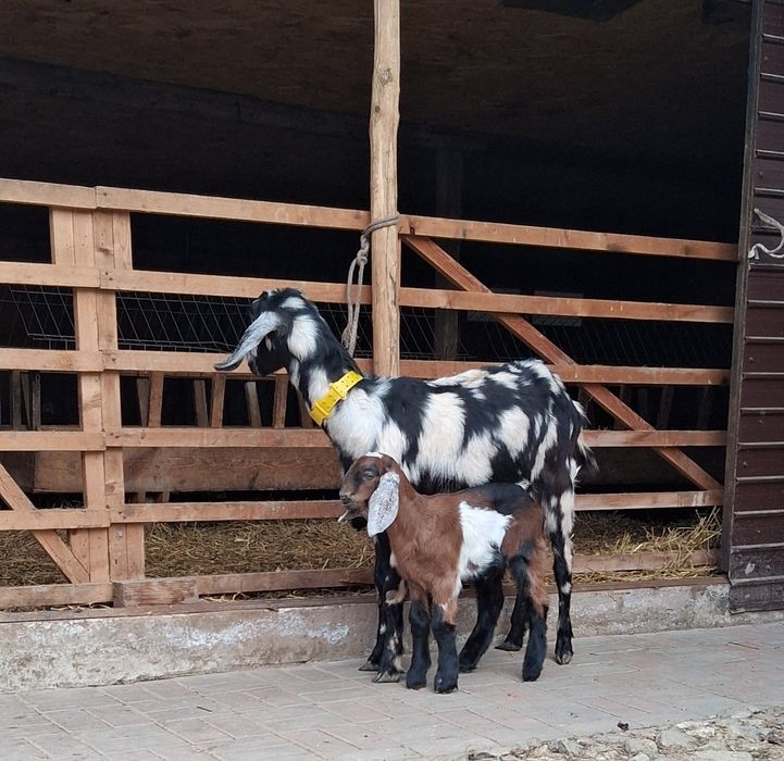 Vând capra Anglo Nubiană