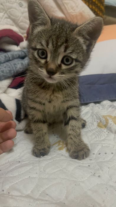 Котенок, возраст около месяца