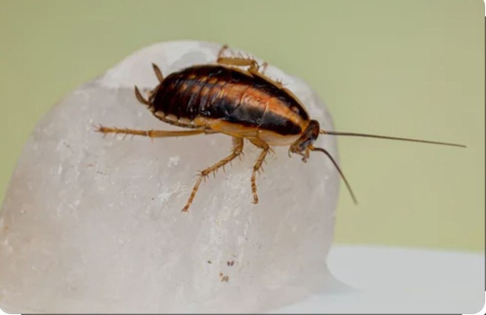 Клапа таракан пашша дори klapa tarakan passha dori