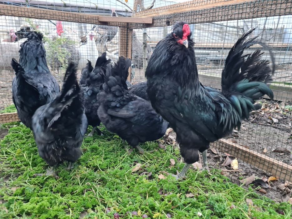 Oua incubație araucana britanica