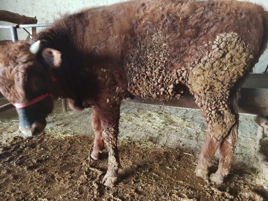 Buqqa sotiladi. Zotdor. Narxi kelishilinadi